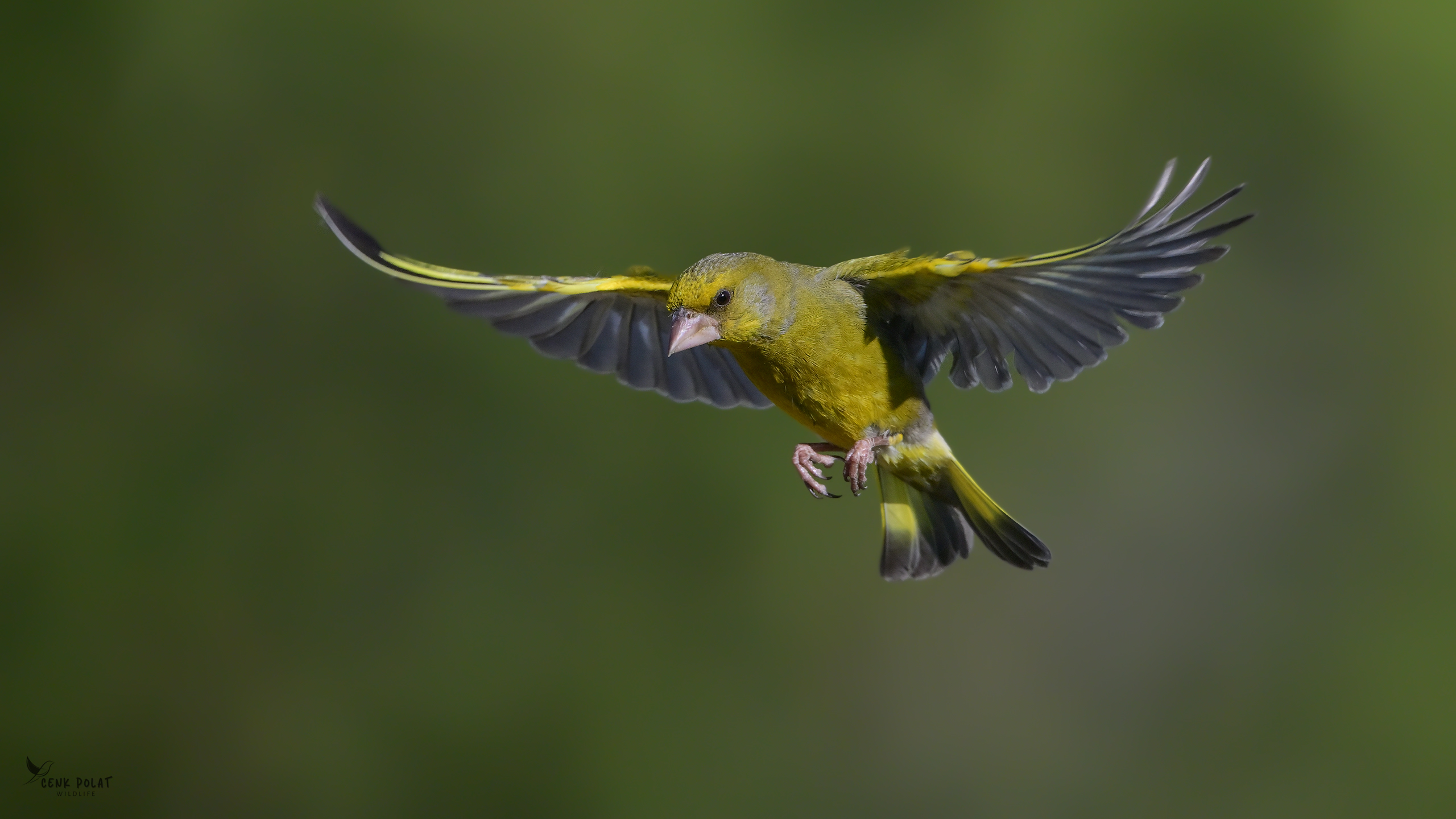 European Greenfinch